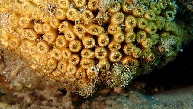 Caespitose tube coral or cladocora (Cladocora caespitosa) close-up undersea, Ligurian Sea, Italy, Imperia