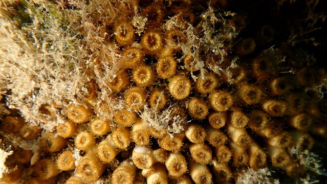 Caespitose tube coral or cladocora (Cladocora caespitosa) close-up undersea, Ligurian Sea, Italy, Imperia