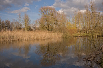 Obraz premium Marsh landscape with golden reed and spring trees reflecting in the water of a pool in Damvallei nature reserve, Ghent, Flanders, Belgium 
