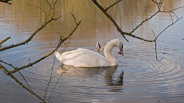 White swan foraging in the rippling water of a lake in Damvallei nature reserve, Ghent, Flanders, Belgium 