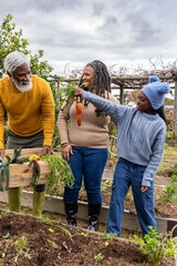African American family senior and child picking at raised-bed holding carrot, crate wearing boots