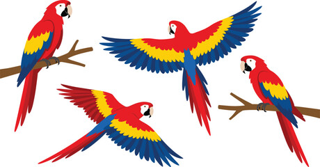 Scarlet macaw parrot vector set, flying and perched tropical birds, colorful wildlife animal illustration isolated design collection © Afsun