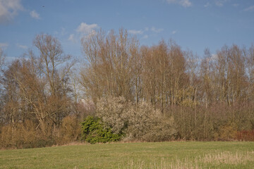 Obraz premium first flowering shrubs, with white, yellow and pink blossoms on a sunny day with clear blue sky in Damvallei nature reserve, Ghent, Flanders, Belgium 