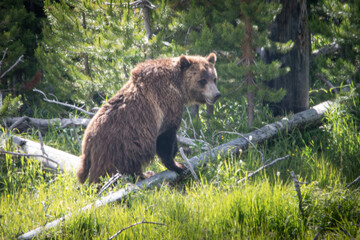 Fototapeta premium Cinnamon black bear foraging for food, Yellowstone National Park