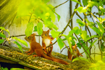 Obraz premium Three young red squirrels are perched on a mossy roof, surrounded by vibrant green foliage and dappled sunlight, with a wooden fence in the background