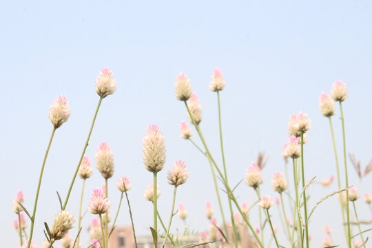 Ptilotus calostachyus or weeping mulla mulla flower plant on field