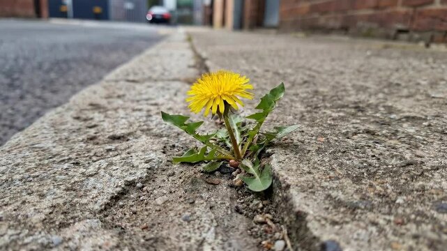 A vibrant yellow dandelion bravely blooms from a crack in the pavement, showcasing resilience and the tenacity of life, with a blurred backdrop, creating a poignant contrast of nature and urban life.