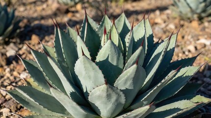 Fototapeta premium Close-up of desert agave plant with sharp spiked leaves in natural sunlit environment