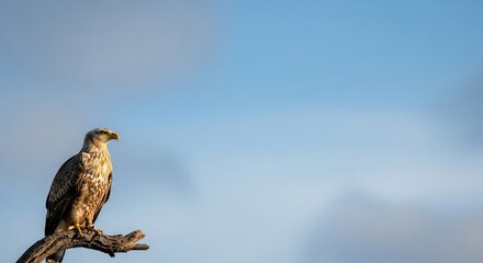 Majestic Eagle Perched on Branch Against a Clear Blue Sky.