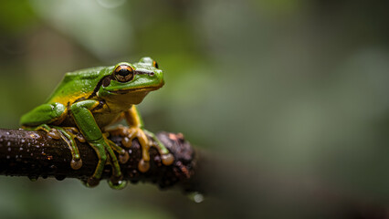 Fototapeta premium Waxy Monkey Leaf Frog Macro on Branch