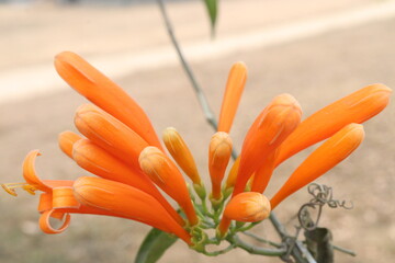 Fototapeta premium Pyrostegia venusta, flame vine or orange trumpet vine flower plant