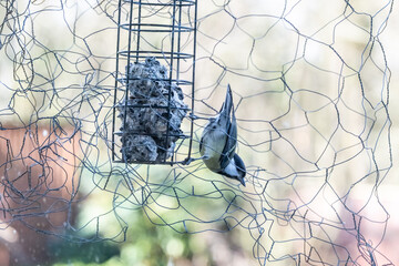 great tit bird on a bird feeder in a garden © Liz Mitchell