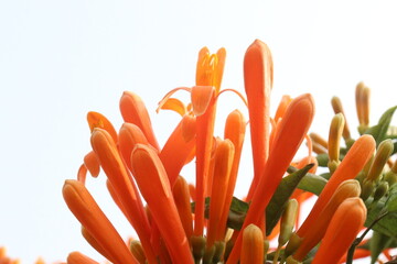 Fototapeta premium Pyrostegia venusta, flame vine or orange trumpet vine flower plant