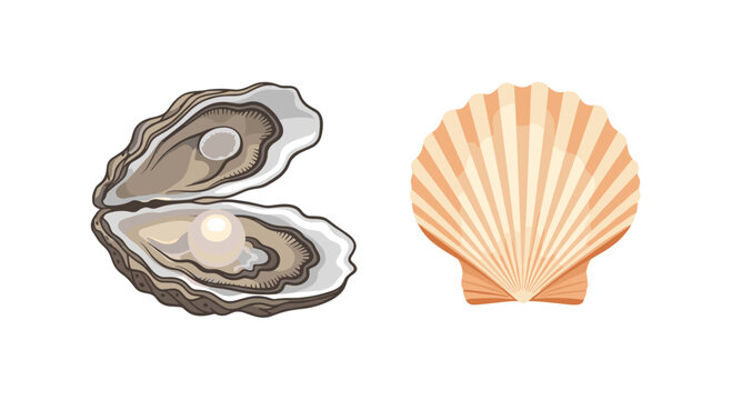 An open oyster shell containing a single white pearl sits next to a closed orange and tan scallop shell isolated on a white background.
