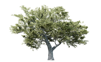 old pine tree isolated on transparent background with full foliage