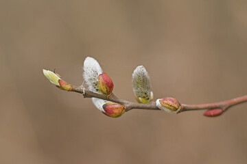 hairy willow catkins in early spring, selective focus with bokeh background - salix  © Kristof Lauwers