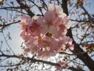 陽光に透ける、可憐な河津桜のピンク花