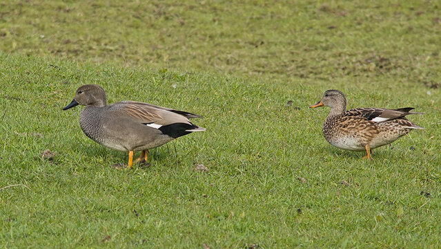 ouple of Gadwalls standing in a green meadow in Bourgoyen nature reserve, Ghent, Flanders, Belgium - Mareca strepera