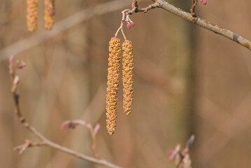 Naklejka premium Male catkins of a black alder tree - Alnus glutinosa.