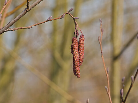 Brown  Male catkins of a black alder tree - Alnus glutinosa.