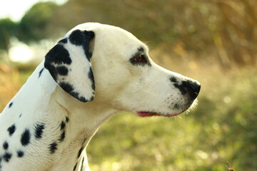 Dalmatien profil droit © embellies