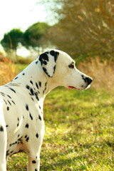 Dalmatien de profil © embellies