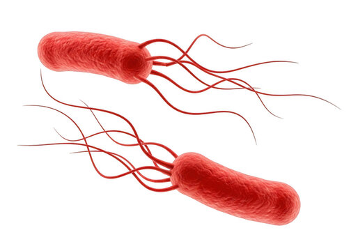Escherichia coli bacteria isolated on transparent background