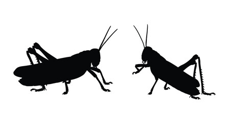 Two grasshoppers in different poses a striking black silhouette © HN2.00