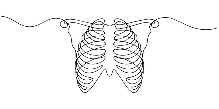 Continuous one line drawing of human rib cage. The ribs single line art vector illustration. Editable stroke, One line draws the anatomy of the chest. Human organ concept. Graphic vector illustration 