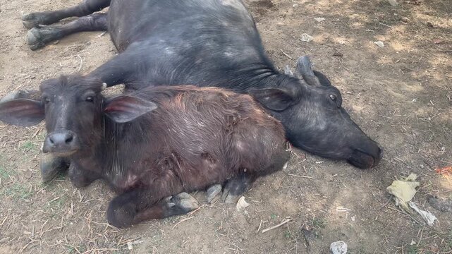 Murrah Water Buffaloes Resting in the Shade on Dry Ground