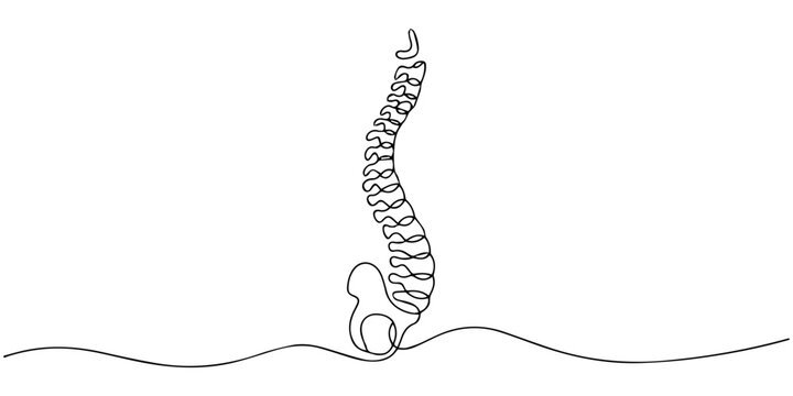 Illustration of human spinal column back view with vertebrae alignment. No editable stroke, spine continuous one line drawing, Continuous one line drawing bones of human hand. Wrist bones in single