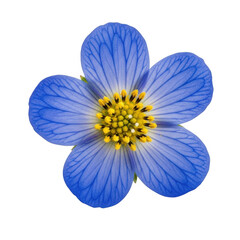 Fototapeta premium A vibrant blue flower with yellow stamens and delicate petals isolated on transparent background