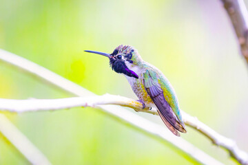 Fototapeta premium Male Costas Hummingbird on Branch Close Up