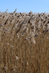 Dry golden reed marshes against blue sky