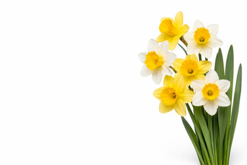 Fototapeta premium Fresh yellow and white daffodils with green leaves isolated on clean white background. Spring floral border composition with large copy space for text or design.