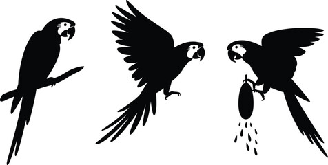 Silhouette of three macaws on a white background Keywords: macaw, parrot, bird, silhouette, flying, sitting, eating, fruit © It's Sahed
