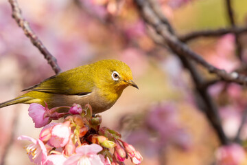 河津桜とメジロ	