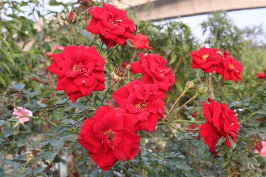 rose plant on farm for harvest are cash crops