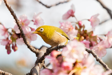 河津桜とメジロ	