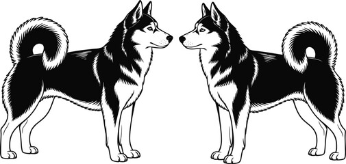 Two black and white husky dogs facing each other on a white background Keywords: husky, dog, canine, animal, pet, black and © It's Sahed
