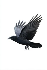 Fototapeta premium Majestic black raven in flight with outstretched wings on white background