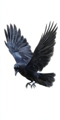 Fototapeta premium Majestic crow in flight with outstretched wings on white background