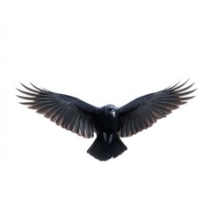 Fototapeta premium Majestic raven in flight against clear sky with outstretched wings