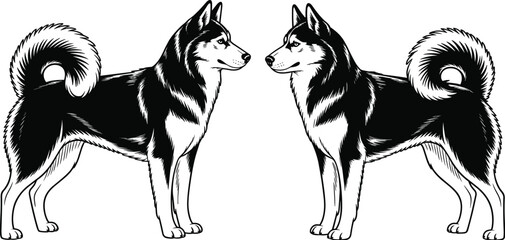 Two Black And White Husky Dogs Facing Each Other On White Background canine animal © It's Sahed