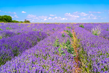 Fototapeta premium Lavender field with blooming lavender flowers under blue sky with clouds in rural landscape during summer season. Natural background with lavender field, agriculture crop, aromatherapy plant texture