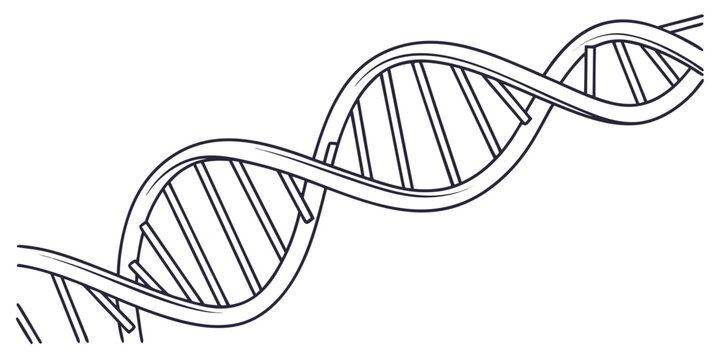 Illustration of the double helix structure of deoxyribonucleic acid (dna).