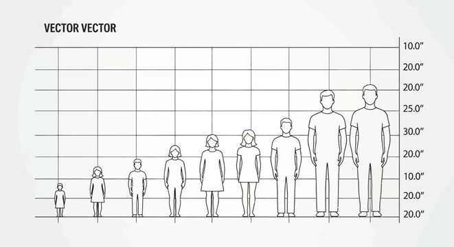 Human Height Comparison Chart Illustration.