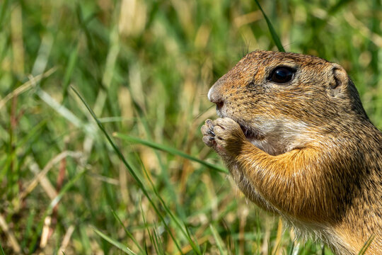 European Ground Squirrel.