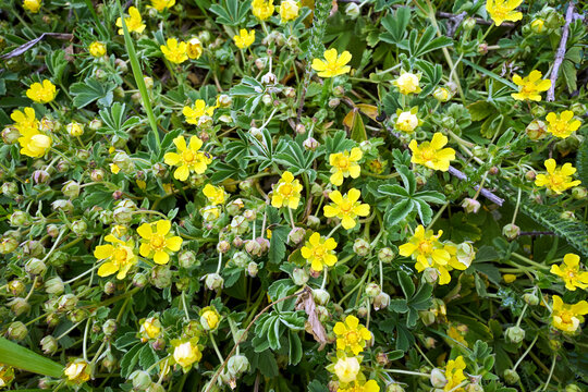Blooming yellow aconite flower in early spring in a meadow