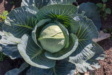 White cabbage head on field in sunny day, top view